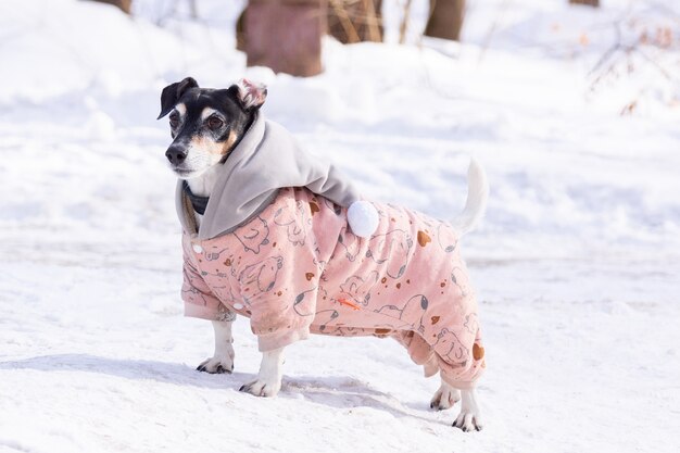 Jack Russell Terrier