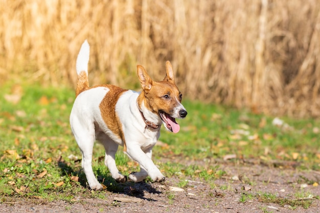 Jack Russell terrier