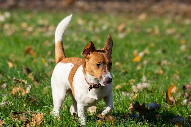 Jack Russell Terrier