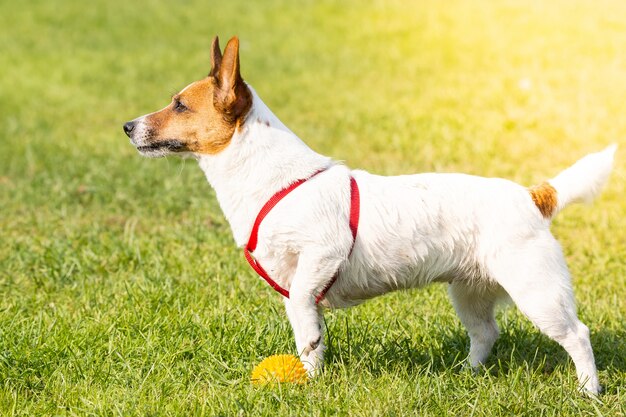 Jack Russell terrier