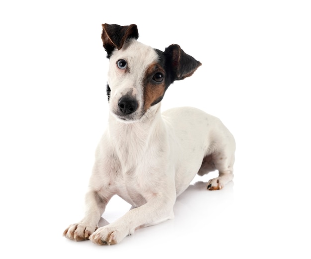 Jack Russell Terrier