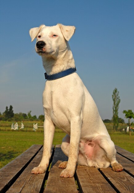 Jack Russell Terrier