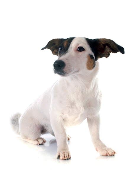 Jack Russell Terrier