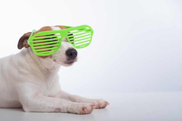 Jack-Russell-Terrierhund in stilvoller grüner Brille auf weißem Hintergrund