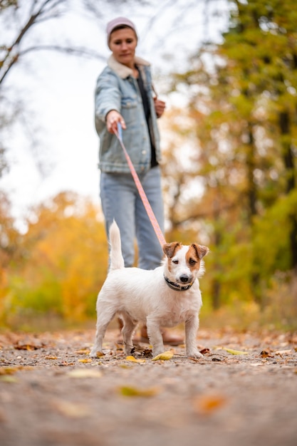 Jack Russell zieht an der Leine. Frauenspaziergang mit Hund im Herbstpark