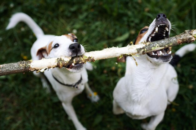 Jack Russells Kampf um Stock