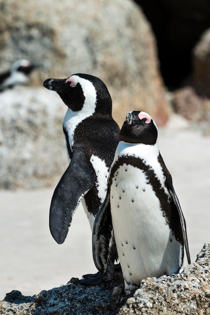 Jackass Pinguine Spheniscus Demersus