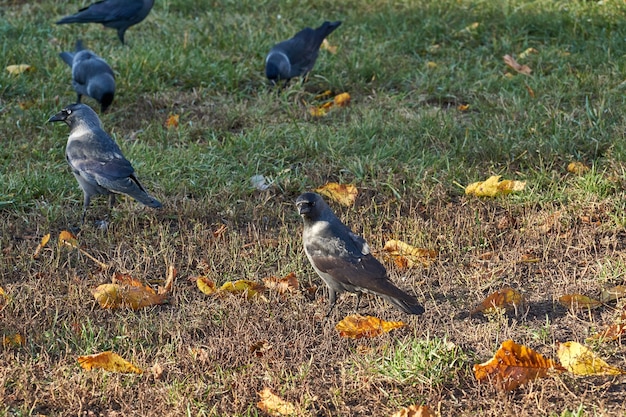 Jackdaw andando no gramado na praça da cidade.