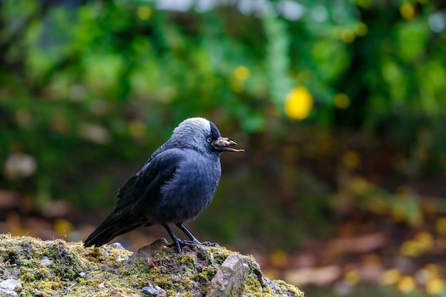 Foto jackdaw com bico danificado em uma rocha