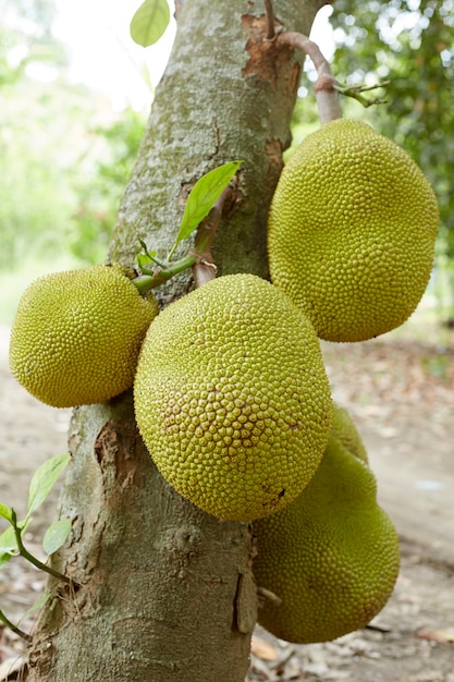 Jackfrucht auf Baum