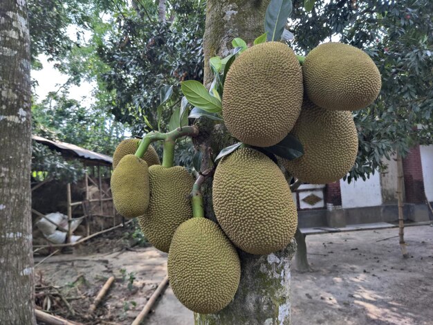 Jackfrucht auf einem Baum in einem Dorf