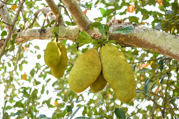 Jackfrucht auf Jackfruchtbäumen hängt im Sommer an einem Ast im tropischen Obstgarten