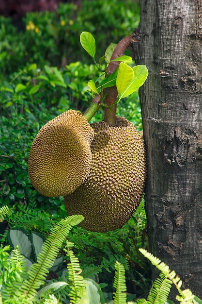 Jackfrucht, die mit dem Stamm ist Ist eine köstliche gelbe Frucht