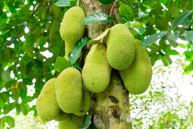 Jackfruchtbäume gehören zum Stamm der Moraceae, der wissenschaftliche Name ist Artocarpus heterophyllus