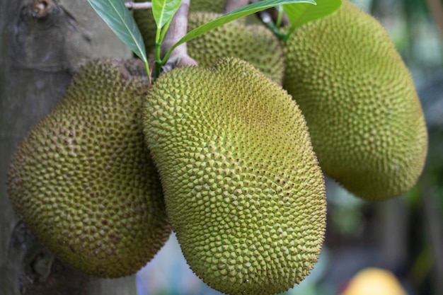 Jackfruit en un árbol con hojas verdes