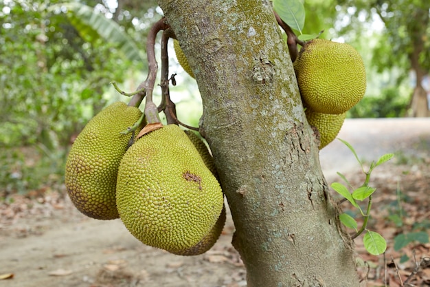 Jackfruit en el árbol