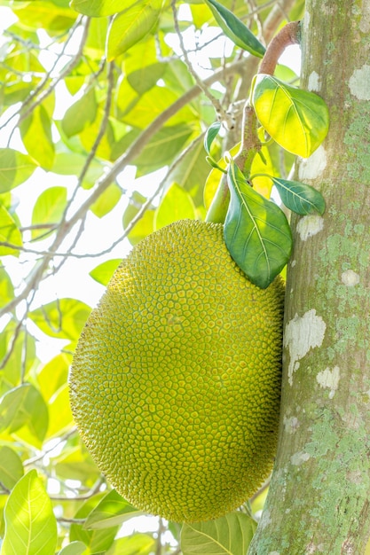 Jackfruit en el árbol