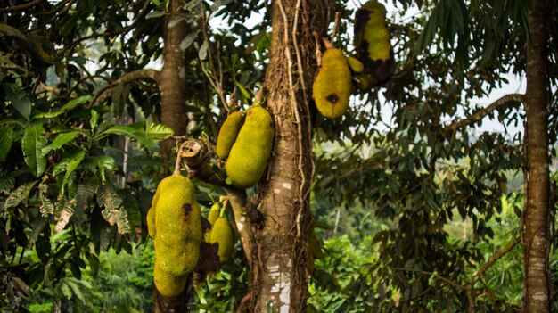 jackfruit colgado de las ramas del árbol de jackfruit