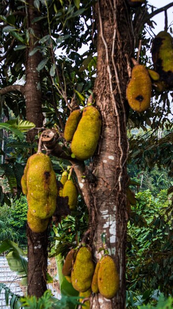 Foto jackfruit colgado de las ramas del árbol de jackfruit