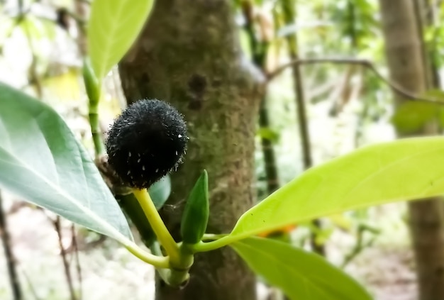 Jackfruit-Krankheit, befallene junge Jackfruit von Pilzen, Zerstörung junger Jackfruit