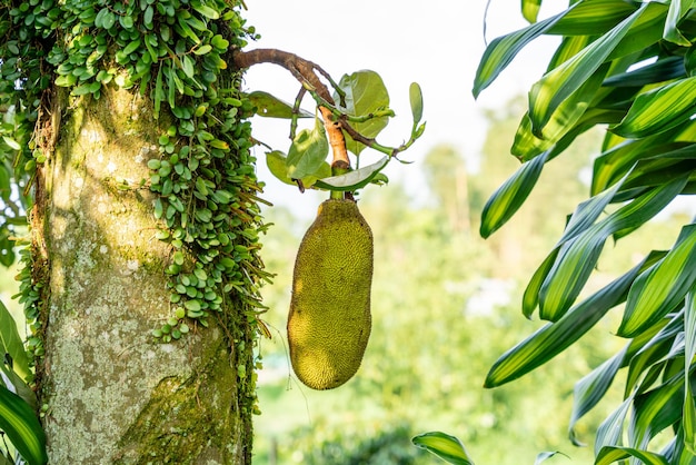 Jackfruit o Pohon Nangka Artocarpus heterophyllus es el nombre de una especie de árbol y fruta