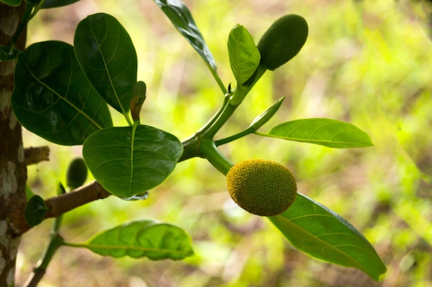 Foto jackfruit pequeño en el parque