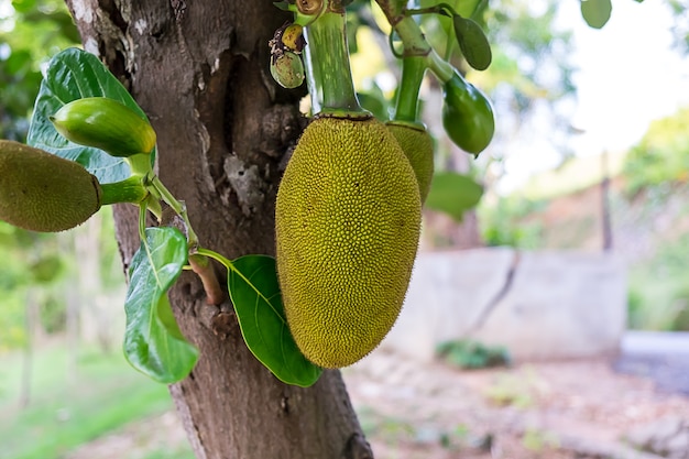 jackfruit