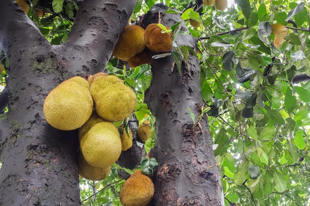 jackfruits colgando en el tronco del árbol árbol de fruta tropical jack