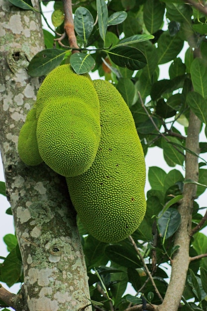 Las jackfruits en Uganda