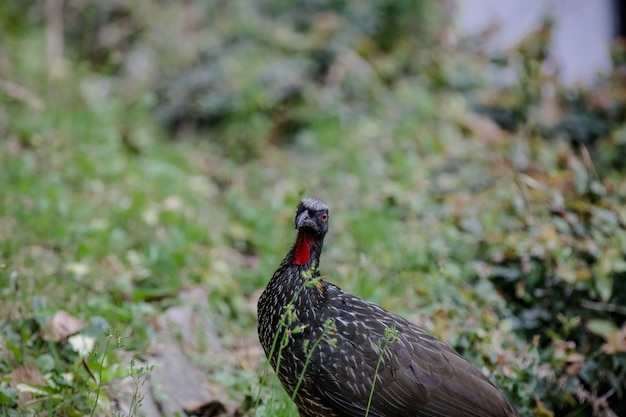 Jacu Penelope é um gênero de aves craciformes que contém quinze espécies