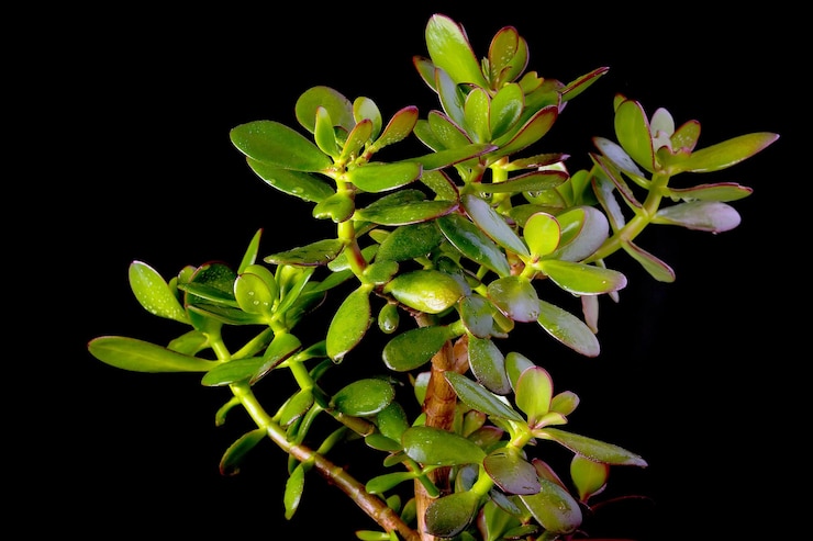 Foto jade ou árvore de dinheiro em fundo preto