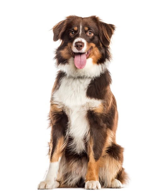 Foto jadeando perro de raza mixta sentado frente a la cámara