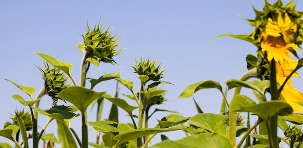 jährliche Sonnenblumen