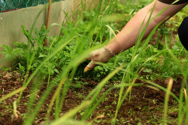 Jäten im heimischen Garten Weicher selektiver Fokus