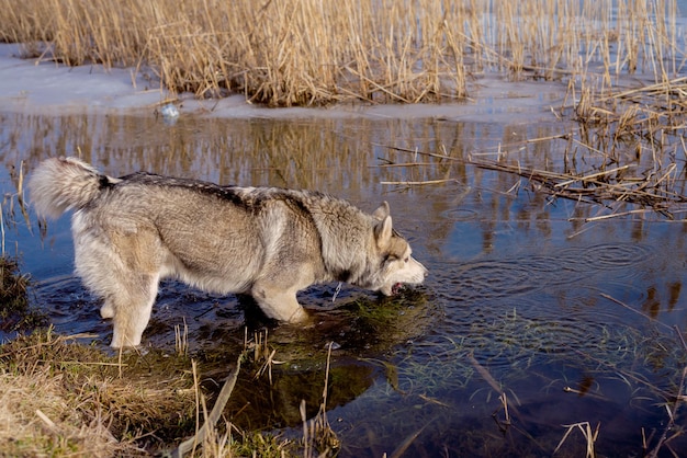 Foto jagdhund laika husky westsibirischer laika husky foto eines husky-hundes im spätherbst bei der jagd