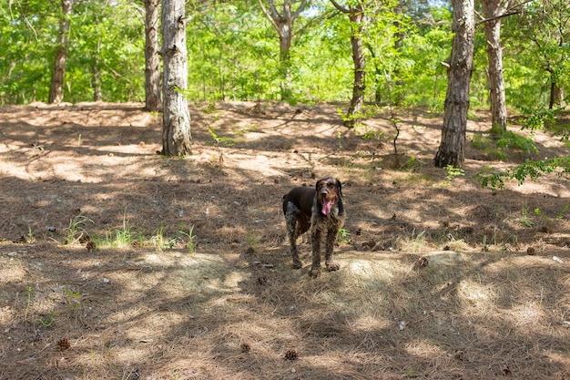 Jagdhund ruht auf dem Gras Deutscher Jagdwachhund drahthaar