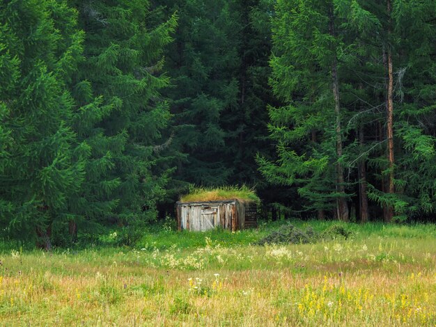 Jagdschloss in der Taiga. Altes hölzernes Torhaus in einem dichten Wald. Waldsonnige Lichtung mit einem hölzernen Torhaus. Sommerlandschaft in natürlichen Farben mit hellem Grün.