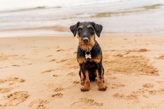 Jagdterrier-Porträt am Strand