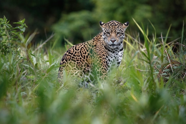 Jaguar americano en el hábitat natural de la jungla sudamericana