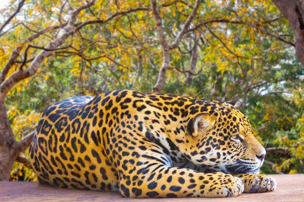 Jaguar brasileño salvaje acostado relajando el enfoque selectivo