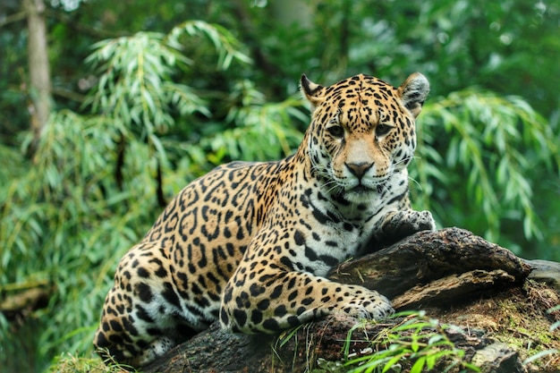 Jaguar deitado em madeira na floresta