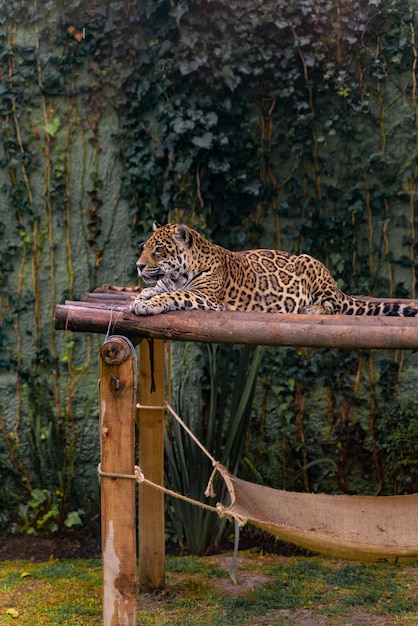 Jaguar descansando en la hierba, la naturaleza, los animales salvajes.