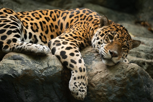 Jaguar descansando sobre la roca