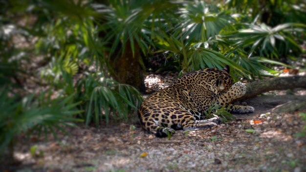 Jaguar descansando a la sombra de las ramas de las palmeras el calor del mediodía