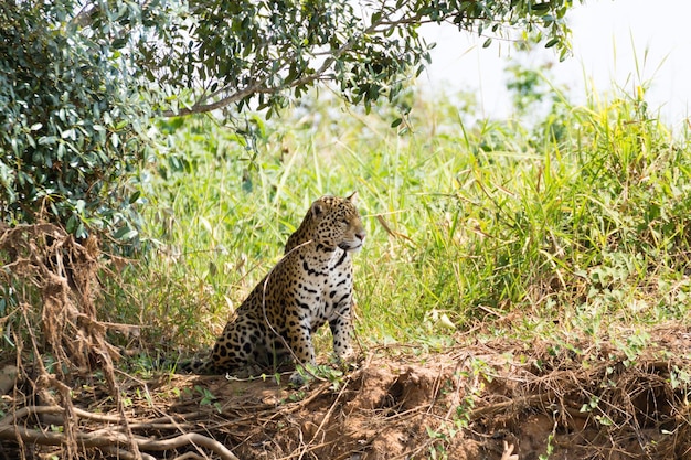 Jaguar do Pantanal Brasil