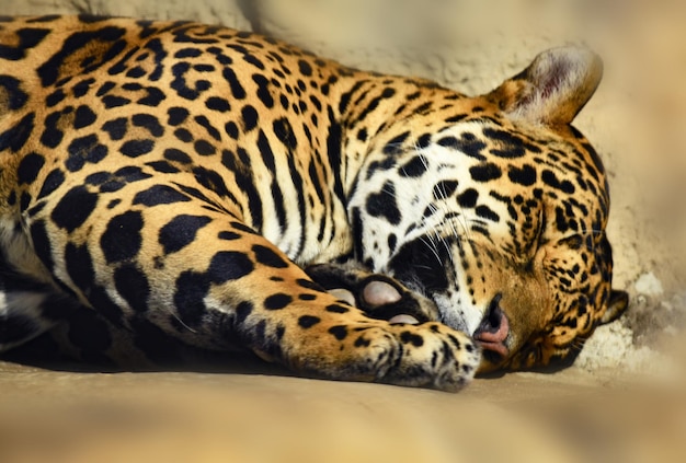 Jaguar dobrou as pernas e dorme docemente