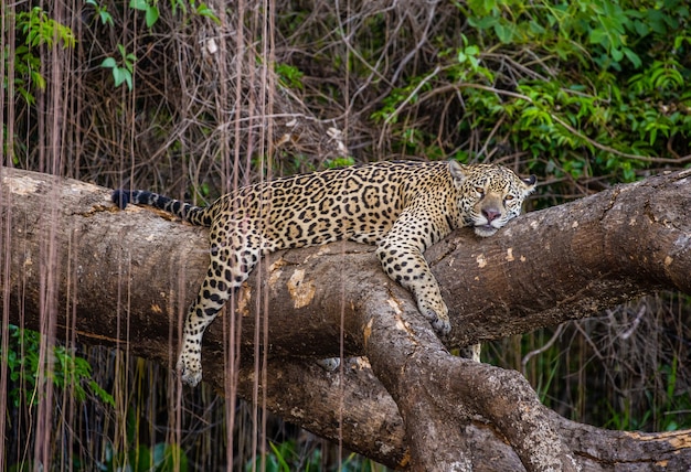 Jaguar se encuentra en un árbol pintoresco en medio de la jungla.