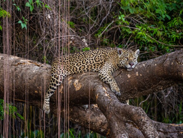 Jaguar se encuentra en un árbol pintoresco en medio de la jungla.