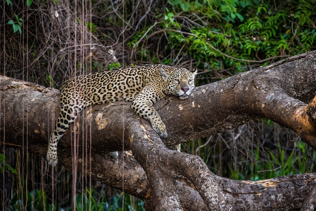 Jaguar se encuentra en un árbol pintoresco en medio de la jungla.