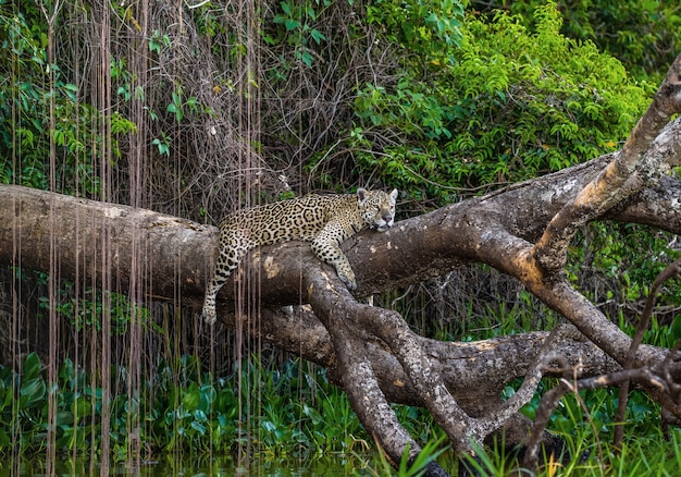 Jaguar se encuentra en un árbol pintoresco sobre el agua en medio de la jungla.